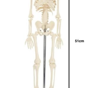 esqueleto mini, para enseñanza codj3c119103
