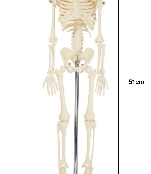esqueleto mini, para enseñanza codj3c119103