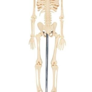 esqueleto mini, para enseñanza codj3c119103