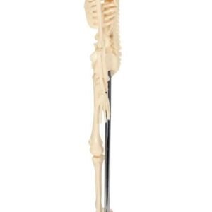 esqueleto mini, para enseñanza codj3c119103