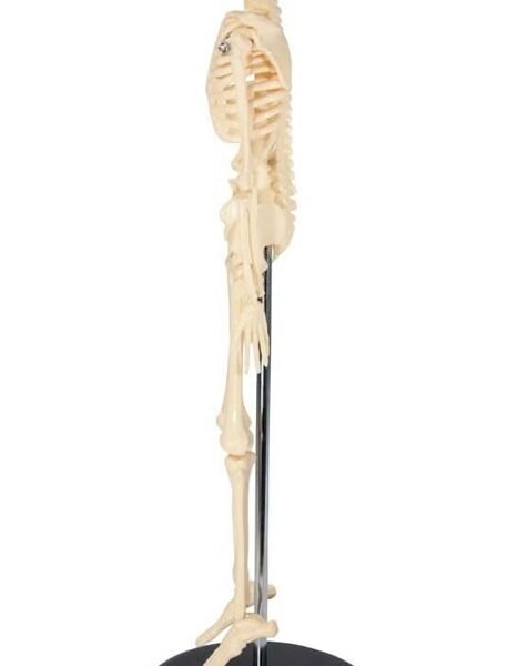 esqueleto mini, para enseñanza codj3c119103