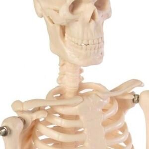 esqueleto mini, para enseñanza codj3c119103