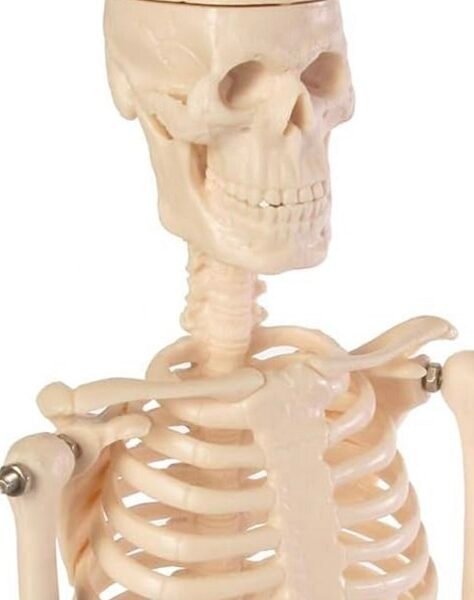 esqueleto mini, para enseñanza codj3c119103