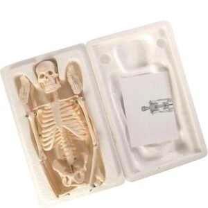 esqueleto mini, para enseñanza codj3c119103