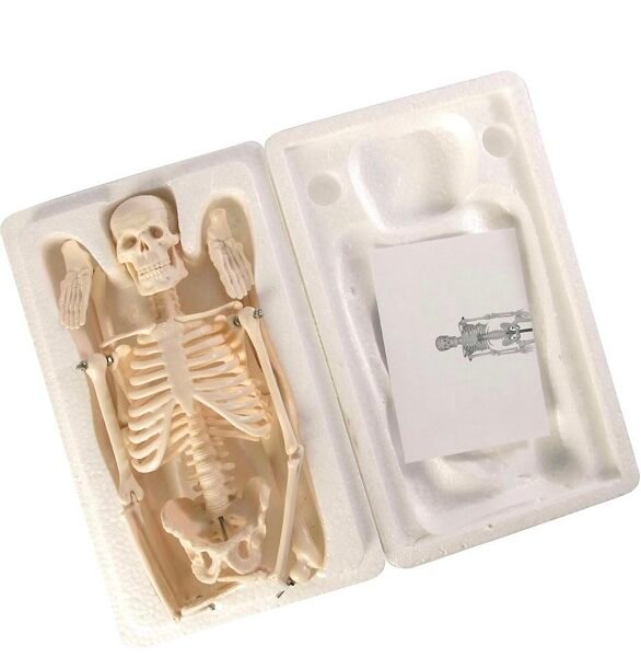 esqueleto mini, para enseñanza codj3c119103