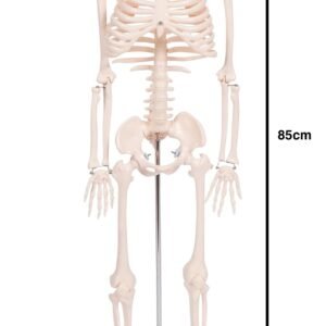 esqueleto, para enseñanza mediano codj3c119102