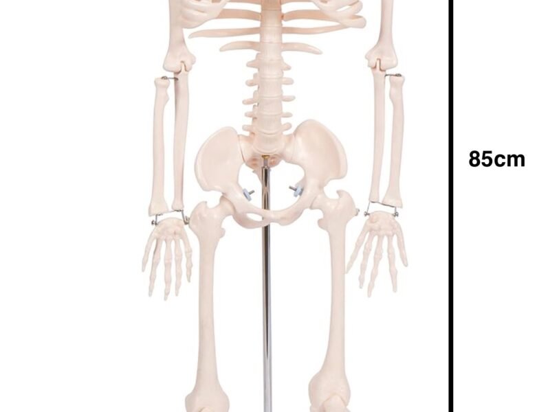 esqueleto, para enseñanza mediano codj3c119102