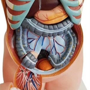 anatómico asexuado 20 piezas, para enseñanza codj3c219206