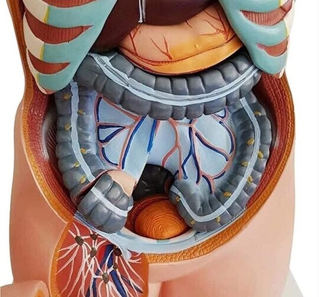 anatómico asexuado 20 piezas, para enseñanza codj3c219206