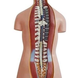 anatómico asexuado 20 piezas, para enseñanza codj3c219206