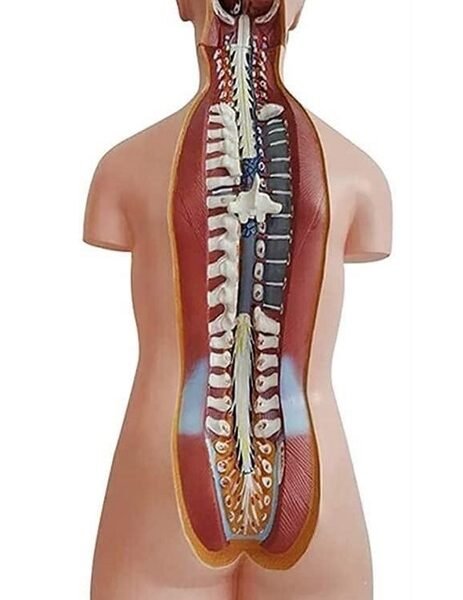 anatómico asexuado 20 piezas, para enseñanza codj3c219206