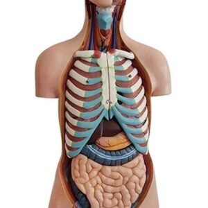 anatómico asexuado 20 piezas, para enseñanza codj3c219206