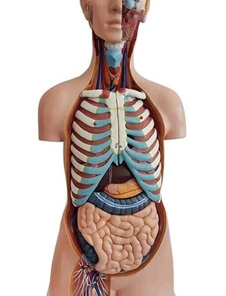 anatómico asexuado 20 piezas, para enseñanza codj3c219206