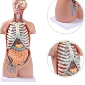 anatómico asexuado 20 piezas, para enseñanza codj3c219206