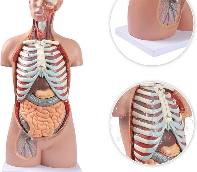 anatómico asexuado 20 piezas, para enseñanza codj3c219206