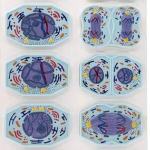 modelo de mitosis y meiosis celular codj342032282