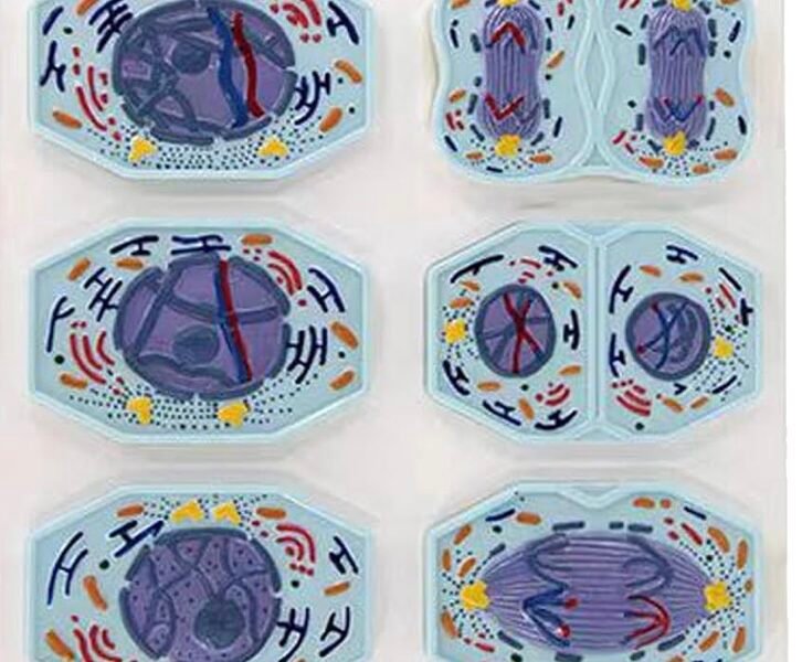 modelo de mitosis y meiosis celular codj342032282