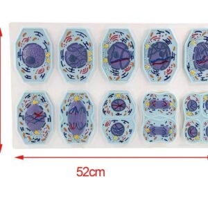 modelo de mitosis y meiosis celular codj342032282