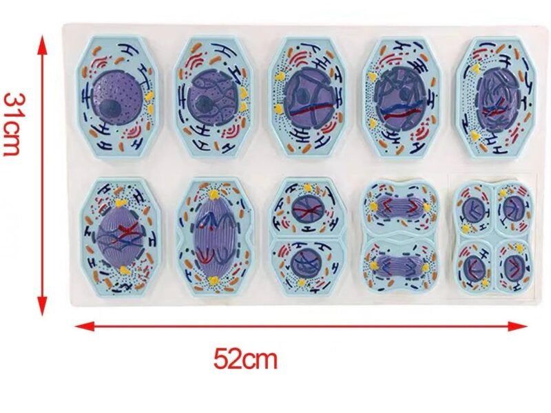 modelo de mitosis y meiosis celular codj342032282