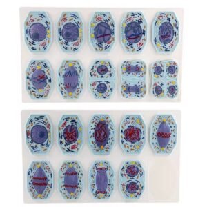 modelo de mitosis y meiosis celular codj342032282