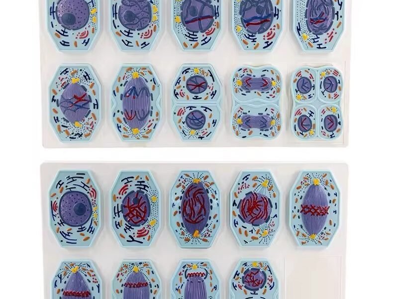 modelo de mitosis y meiosis celular codj342032282