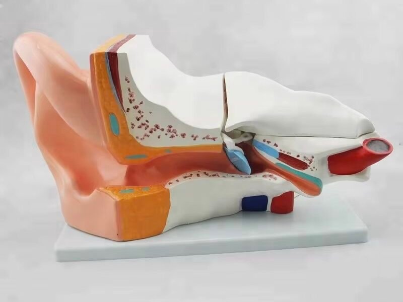 oído humano, para enseñanza codj3c319303