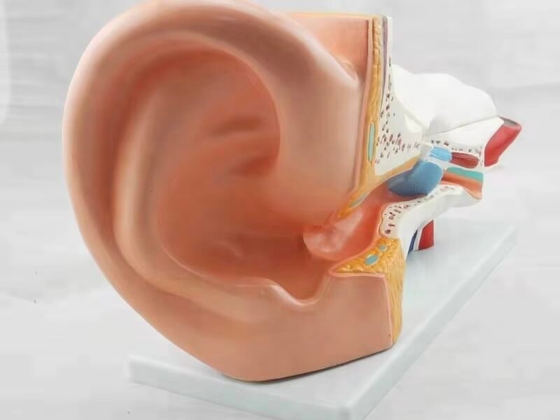 oído humano, para enseñanza codj3c319303