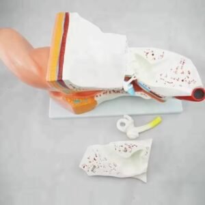 oído humano, para enseñanza codj3c319303