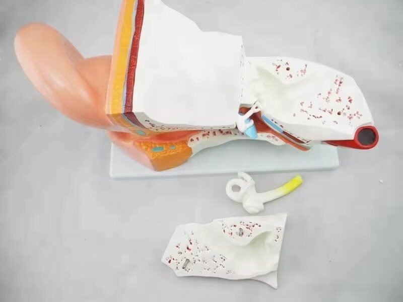 oído humano, para enseñanza codj3c319303