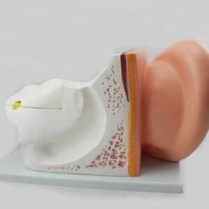 oído humano, para enseñanza codj3c319303