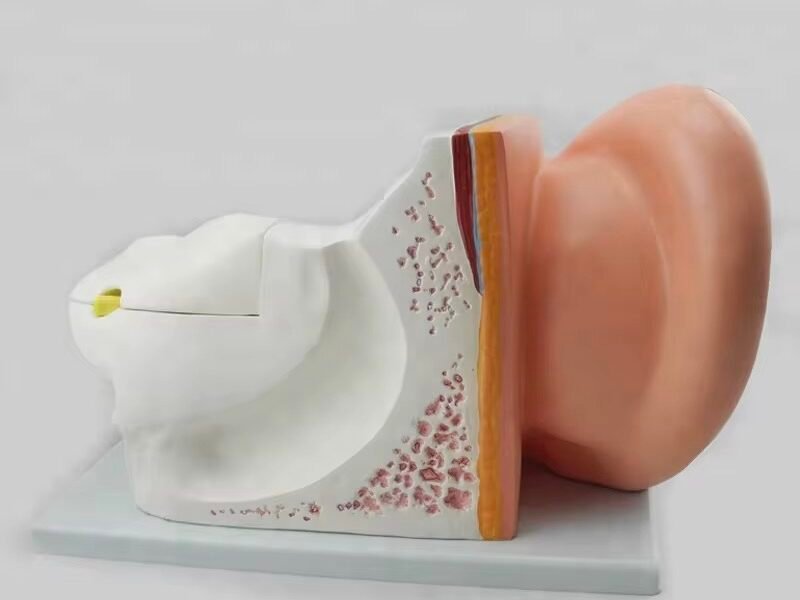 oído humano, para enseñanza codj3c319303