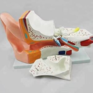 oído humano, para enseñanza codj3c319303