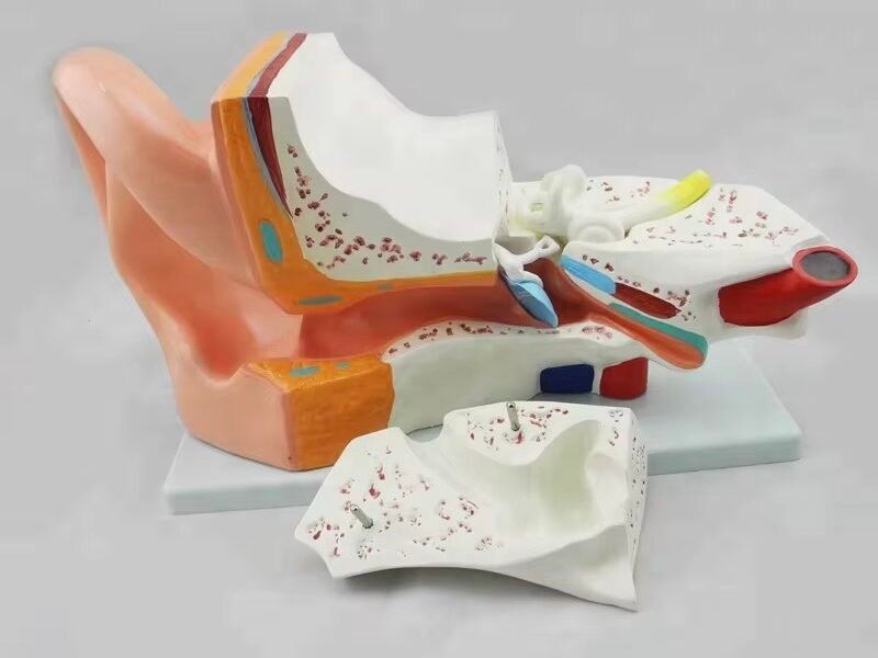 oído humano, para enseñanza codj3c319303