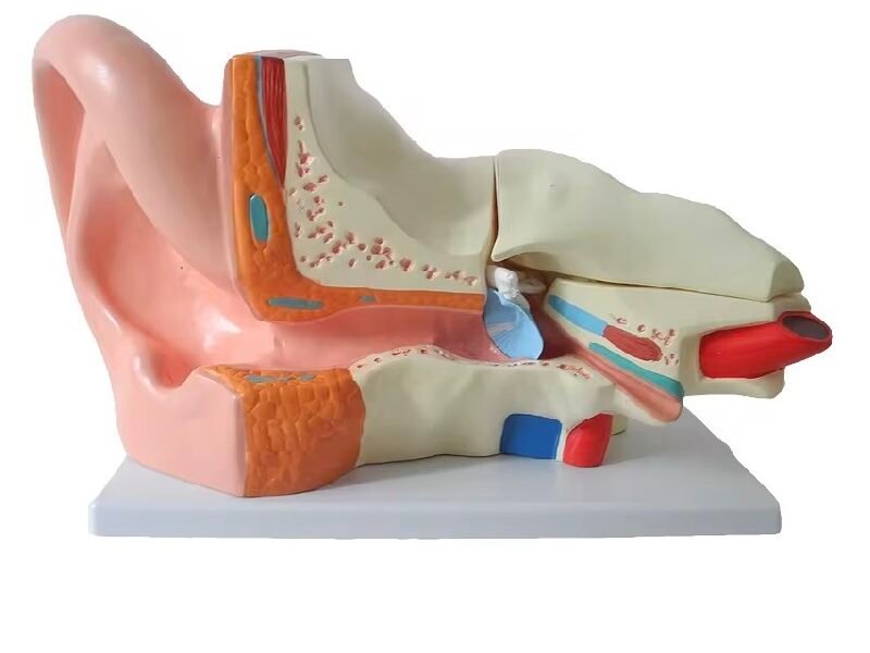 oído humano, para enseñanza codj3c319303