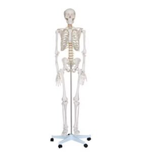 esqueleto humano, material didactico para enseñanza, ysb035