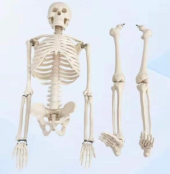 esqueleto humano, material didactico para enseñanza, ysb035
