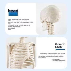 esqueleto humano, material didactico para enseñanza, ysb035