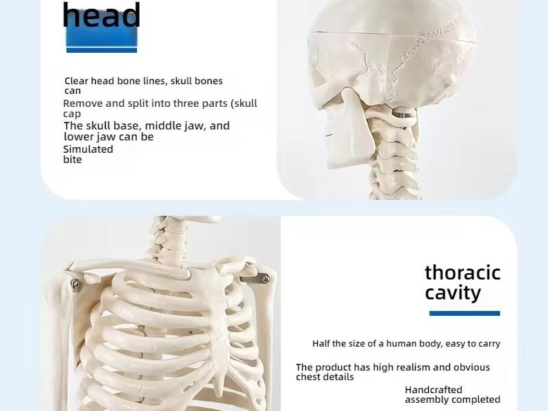 esqueleto humano, material didactico para enseñanza, ysb035