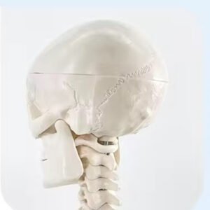 esqueleto humano, material didactico para enseñanza, ysb035