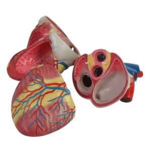 corazon humano, material para enseñanza cod7038