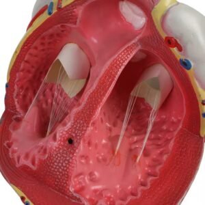 corazon humano, material para enseñanza cod7038