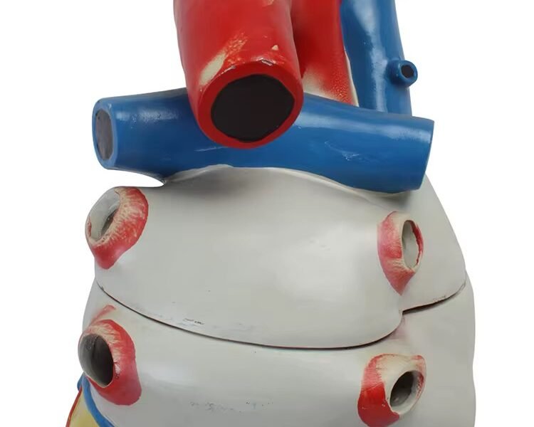 corazon humano, material para enseñanza cod7038