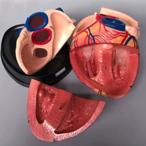 corazon humano, material para enseñanza cod7038