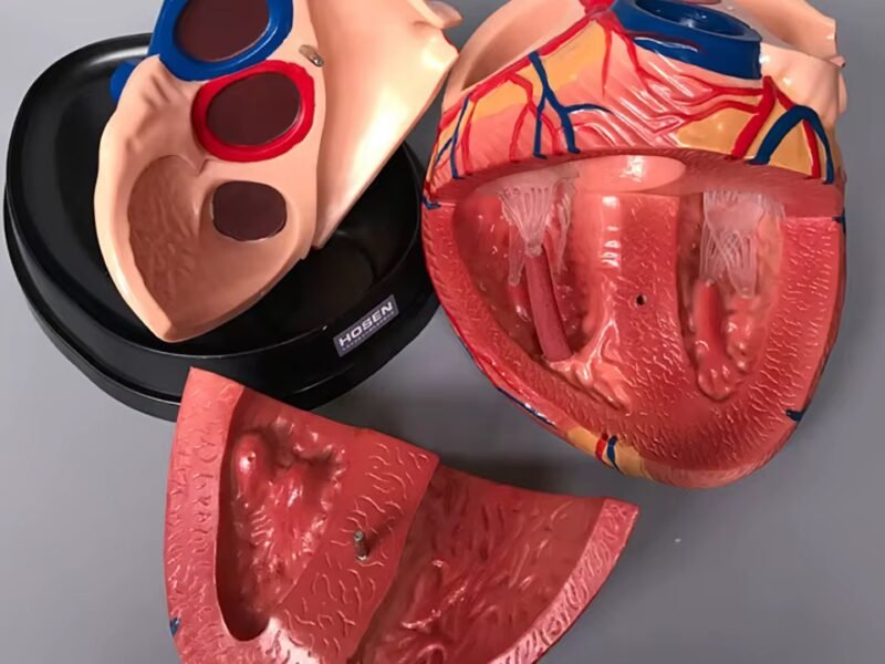 corazon humano, material para enseñanza cod7038