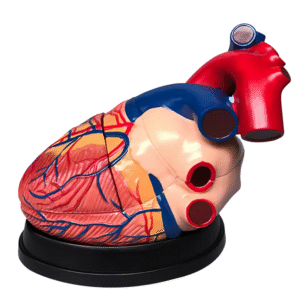 corazon humano, material para enseñanza cod7038