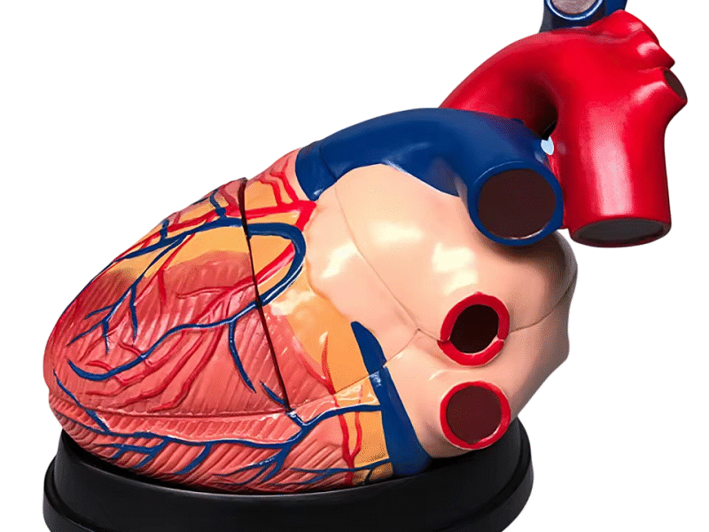 corazon humano, material para enseñanza cod7038