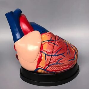 corazon humano, material para enseñanza cod7038