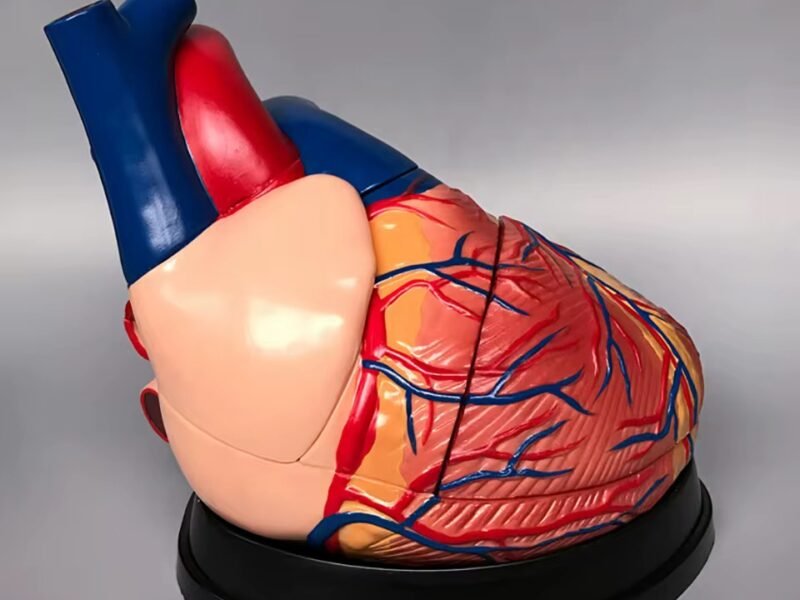 corazon humano, material para enseñanza cod7038