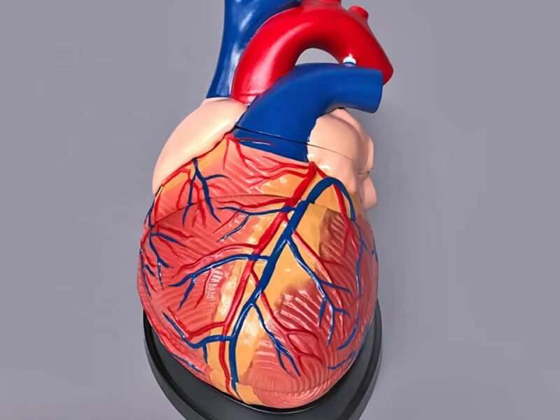 corazon humano, material para enseñanza cod7038