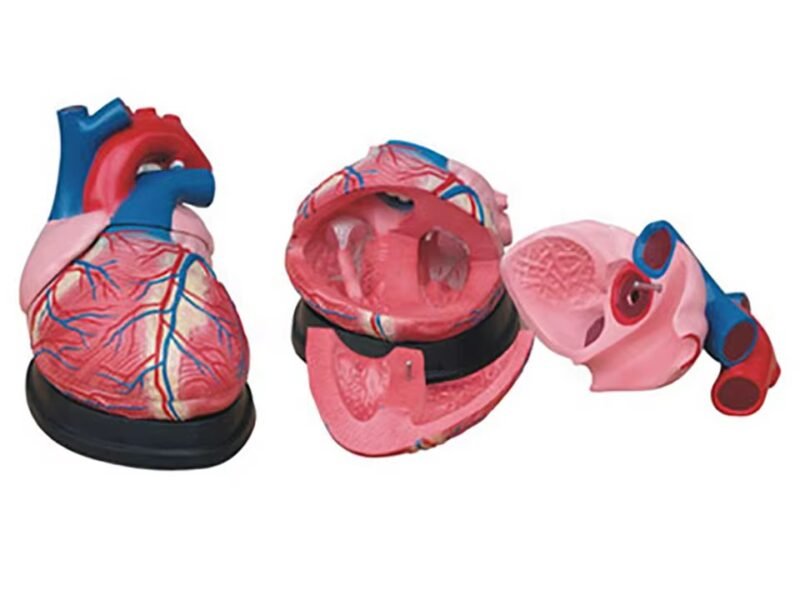 corazon humano, material para enseñanza cod7038